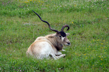 The addax (Addax nasomaculatus) is a species of artiodactyl mammal of the Bovidae family.