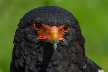The volatine eagle (Terathopius ecaudatus) is a species of accipitriform bird of the Accipitridae family,