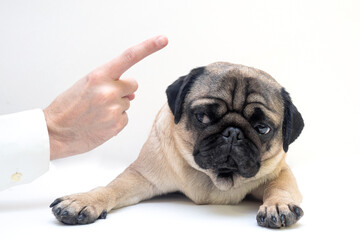 Close up angry man hand wagging a finger and scolding her pug dog, punish a dog