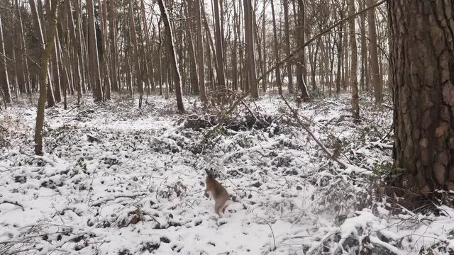 European Hare running in snowy forest (Lepus europaeus) Slow motion footage