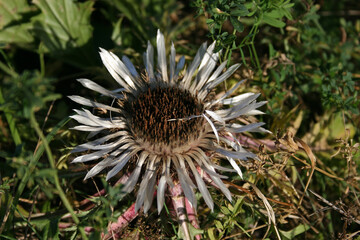 Flower of a thistle - stemless carline thistle, Gorce National Park, Poland