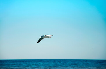 Fototapeta na wymiar Seagull bird over the sea.
