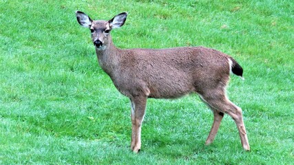 Black tailed deer on the grass