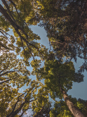 Obraz premium Arboles bosque