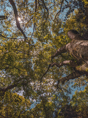Arboles