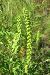 Ambrosia plant in the field, closeup 