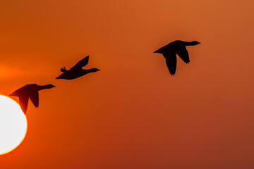 Vögel bei Sonnenaufgang im Gegenlicht