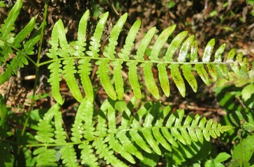 Fern leaves in Florida wild, closeup