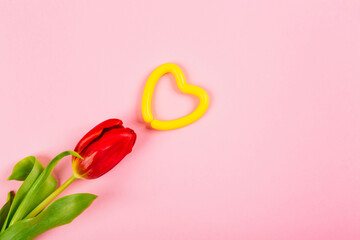 Yellow heart and red tulip on pink background with copy space, text place. Layout for advertising of relationships, health, medicine, lifestyle or sport. Happy Valentine Day. Fall in love. Minimalism