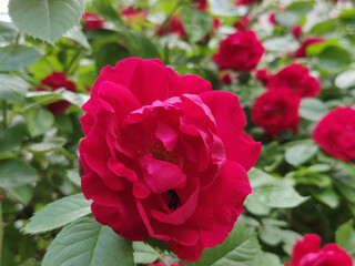 blooming red rose in a garden