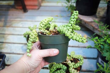 A hand holding a dragon jade plant in a pot