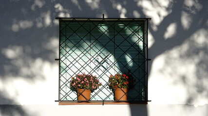 tree shadow against window with plants background
