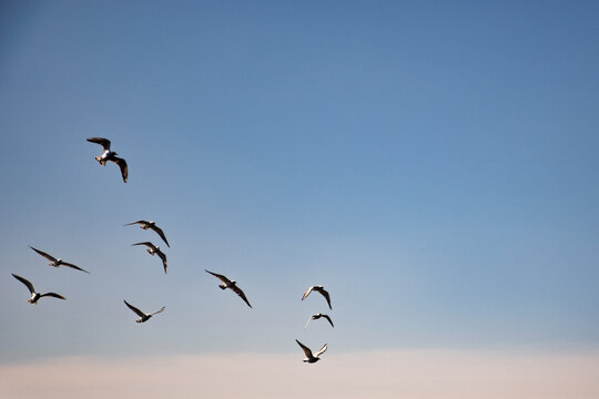 P&aacute;ssaros voando no c&eacute;u azul