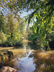 Fototapeta na wymiar Pond in a forest