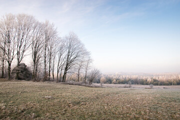 Drzewa i skałki w piękny, zimowy dzień.