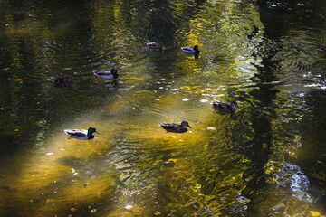 Obraz premium Autumn in the city park. Wild ducks swim in the river