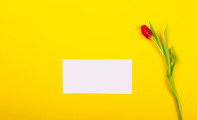 Tulip, white business card blank and centimeter tape on yellow background with copy space text...