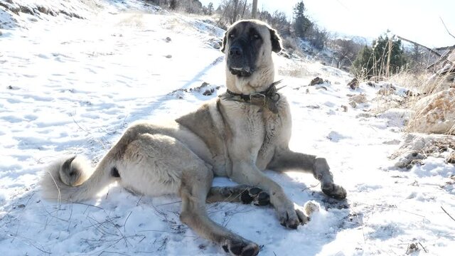famous sivas kangal dog laying in snow in his nature big shepherd dog