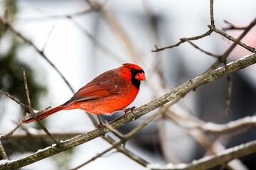 Red cardinal male on bird feeder