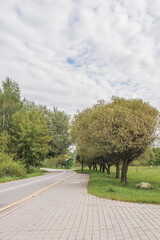 Afalted road in the forest. Cycling track.
