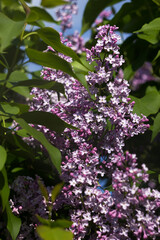 Blooming pink lilac bush, spring concept. Fragrant flowers