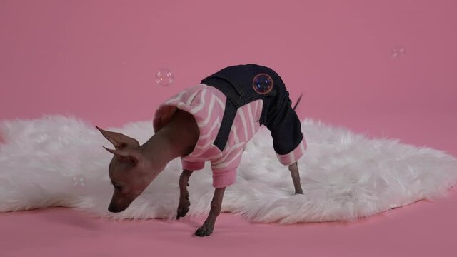 Xoloitzcuintle in a jumpsuit stands on a white blanket on a pink background. Soap bubbles fly around the pet, he closely monitors them and sniffs the places where they burst. Slow motion. Close up.