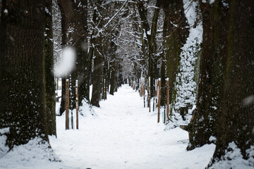 snow covered promenade in winter