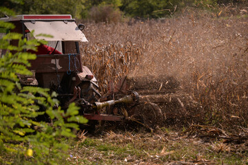 Fototapeta premium an old red tractor chopping corn in the field. mechanized agriculture in the village. maize cutter