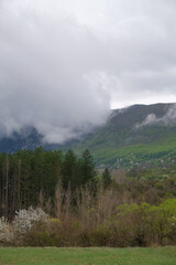 Clouds over the mountains and pine forest in spring. Vertical landscape photo