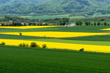 zielone i żółte (rzepak) pola uprawne na pierwszym planie, w tle góry