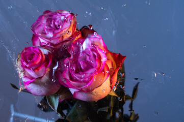 Roses behind glass. Flowers outside the wet window.