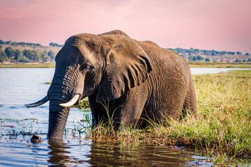 Fototapeta na wymiar African elephant bull enjoying the fresh water of Cuando river for a long and refreshing bath. Chobe National Park, Botswana