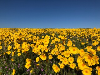 Wild desert sunflowers