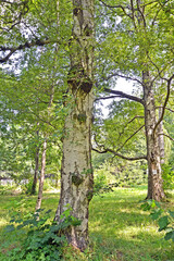 Paper birch (Betula papyrifera Marshall) on a summer day