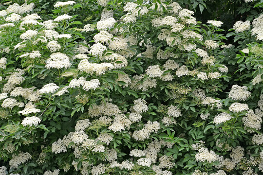 The Flowering  Black Elder (Sambucus Nigra L.)