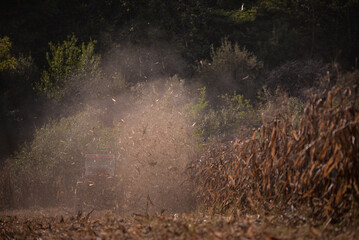 an old red tractor chopping corn in the field. mechanized agriculture in the village. maize cutter