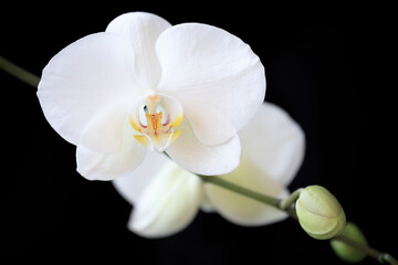 Naklejka na ściany i meble White orchid on black background.