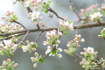 blooming tree in springtime