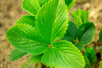Fototapeta na wymiar Green leaves of a strawberry plant in a bucket outside in a garden in the summertime