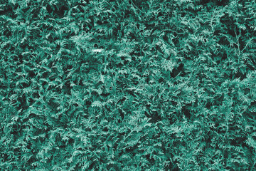 Thuja wall texture. Thuja garden hedge.