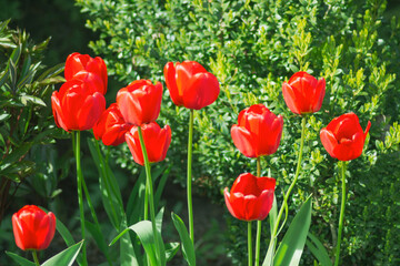 Red colored tulips at full bloom isolated on green natural background. Floral concept.