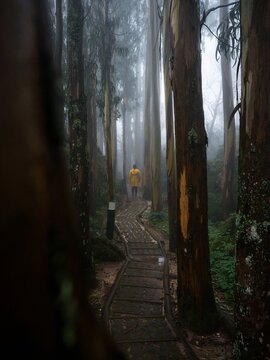 Female hiker tourist on path walkway in lush wooden forest sensory ecopark of Pia do Urso Batalha Portugal in fog mood