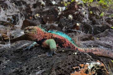 galapagos marine iguana 2