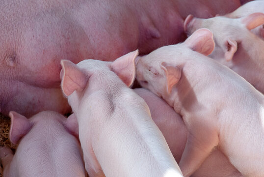 Clean Nursing Piglets At County Fair