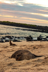 Fototapeta premium galapagos sea lion on the beach