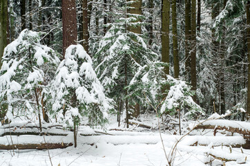 Winter scenery, snowy forest.  - obrazy, fototapety, plakaty