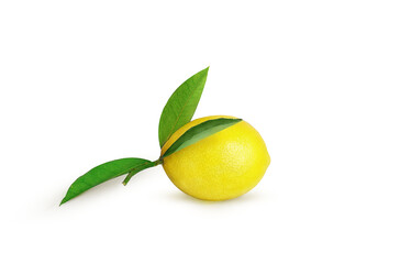 ripe lemon on a branch on a white background