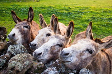 Four donkeys on the grass