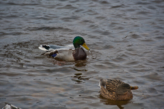 Drake immediately after diving into the water, river water flows abundantly over the green head and yellow beak, the plumage of the duck body is covered with a characteristic film of water.