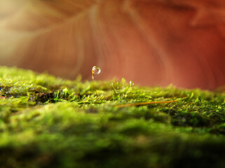 miniature landscape, micro nature, macro, close up,  water drop on a stalk with moos. 